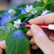 Veritable Pollination Brush | Hand Pollinate your Fruiting Plants